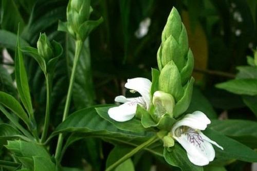 Adhatoda vasica Leaf Extract - Herbal Extraction Plants