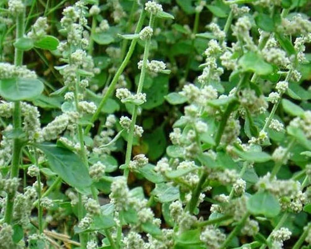 Airvalanta Plant Extract - Herbal Extraction Plants