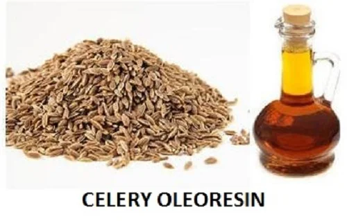 Ajwain Extract - Spices Oleoresin Extraction Plants