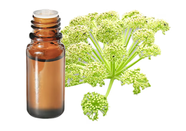 Angelica Distillation - Roots & Husk Distillation Plants