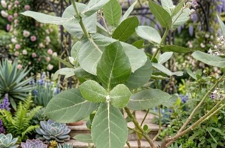 Ark Leaves Extract - Herbal Extraction Plants