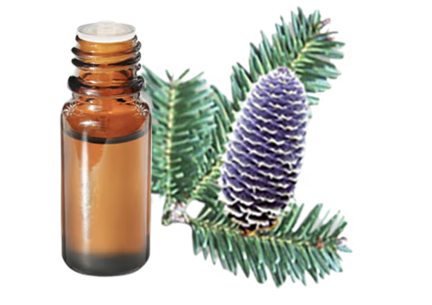 Balsam Fir Distillation - Needles & Twigs Distillation Plants