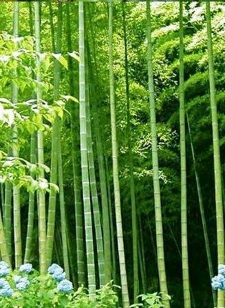 Bambusa Arundinacea Extract - Herbal Extraction Plants