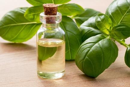Basil Leaves Distillation - Leaves Oil Distillation Plants