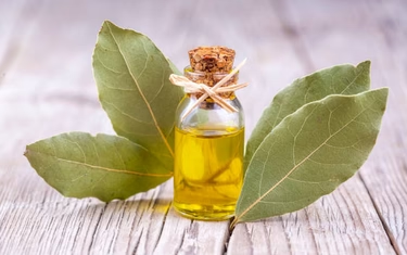 Bay Laurel Distillation - Spices Oil Distillation Plants