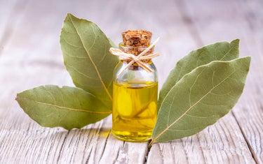 Bay Laurel Leaves Distillation - Leaves Oil Distillation Plants