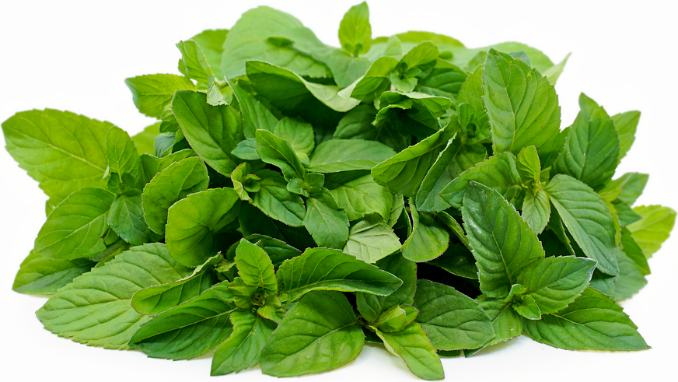 Bergamot Mint Leaves Distillation - Leaves Oil Distillation Plants