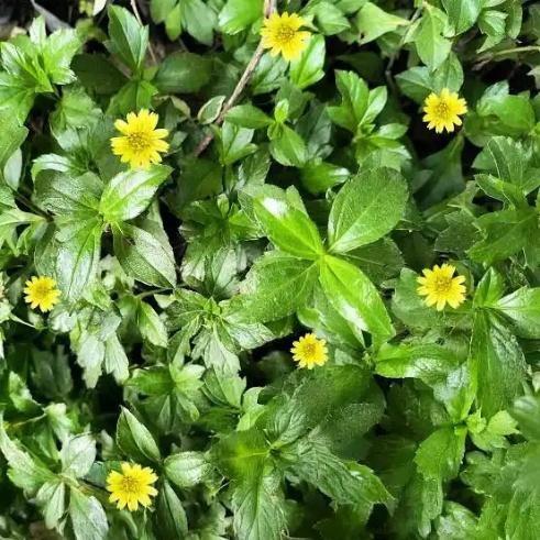 Bhringraj leaves Extract - Herbal Extraction Plants