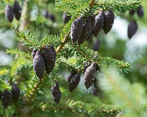Black Spruce Distillation - Needles & Twigs Distillation Plants