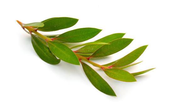 Cajeput Leaves Distillation - Leaves Oil Distillation Plants
