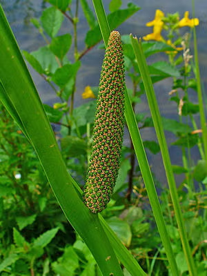 Calamus Distillation - Roots & Husk Distillation Plants