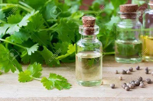 Cilantro Leaves Distillation - Leaves Oil Distillation Plants