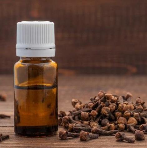 Clove Buds Distillation - Spices Oil Distillation Plants