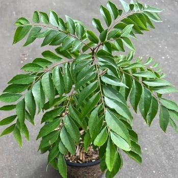 Curry Leaves Distillation - Leaves Oil Distillation Plants