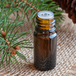 Douglas Fir Distillation - Needles & Twigs Distillation Plants