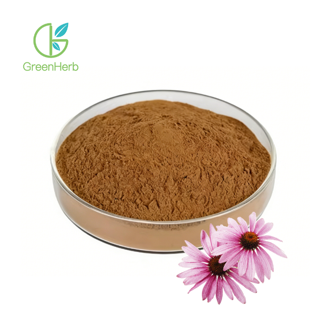 Echinacea Purpurea Extract - Herbal Extraction Plants
