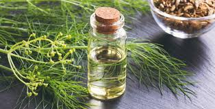 Fennel Distillation - Spices Oil Distillation Plants