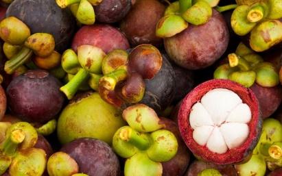 Garcinia Mangostana Extract - Herbal Extraction Plants