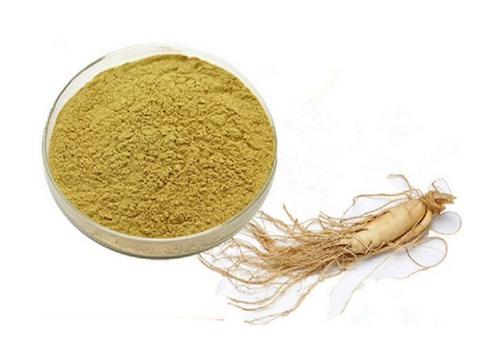 Ginseng Extract - Herbal Extraction Plants