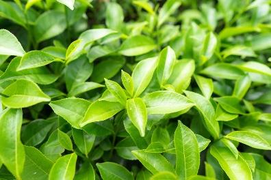 Green Tea Extract - Herbal Extraction Plants