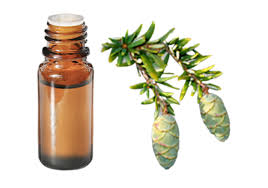 Hemlock Distillation - Needles & Twigs Distillation Plants