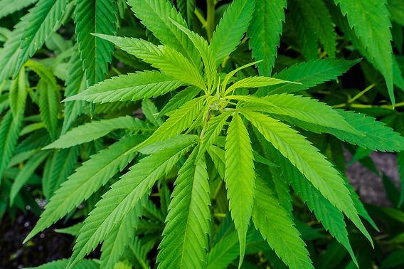 Hemp Leaves Distillation - Leaves Oil Distillation Plants