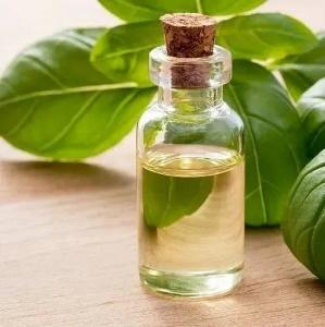 Holy Basil Leaves Distillation - Leaves Oil Distillation Plants