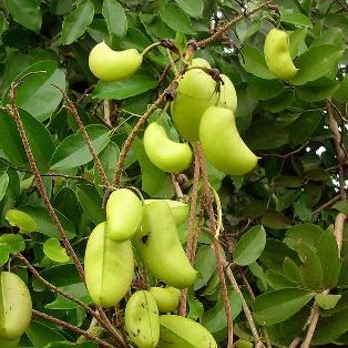 Hydroxin Extract - Herbal Extraction Plants