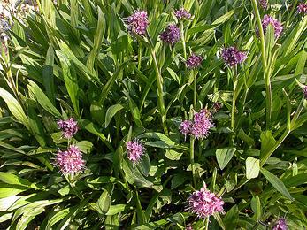 Jatamansi Extract - Herbal Extraction Plants