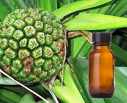 Kewada Extract - Floral Concrete & Absolute Extraction Plants