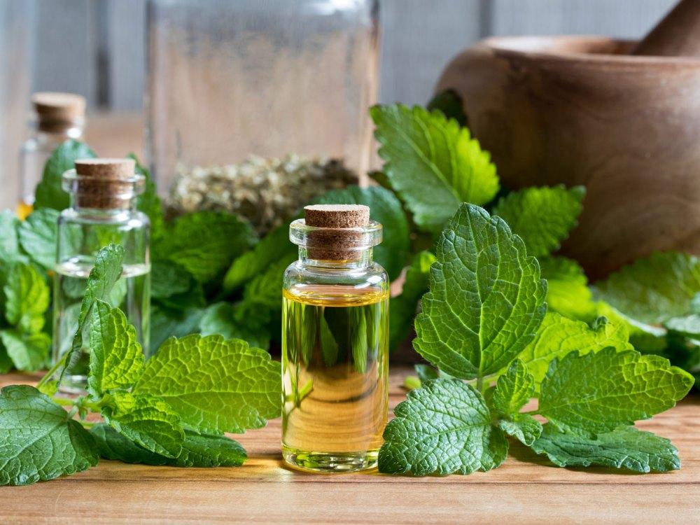 Lemon Balm Leaves Distillation - Leaves Oil Distillation Plants