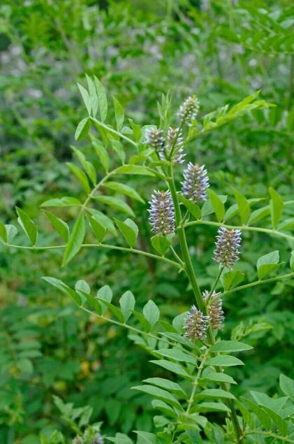Licorice Extract - Herbal Extraction Plants