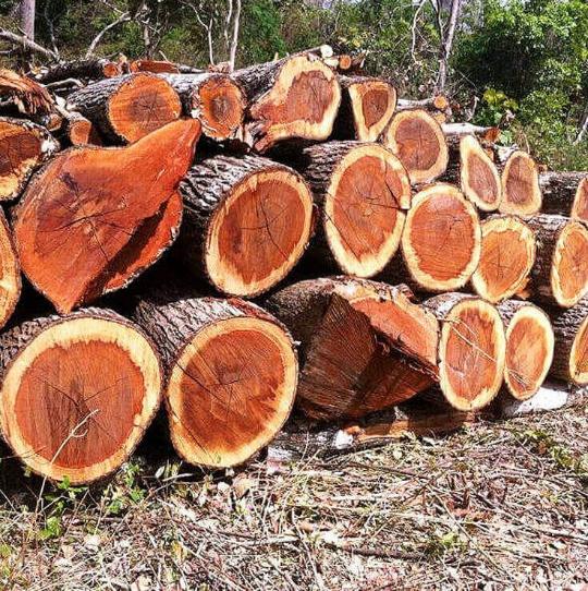 Muhuhu Distillation - Wood & Bark Distillation Plants