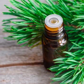 Silver Fir Distillation - Needles & Twigs Distillation Plants