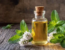 Spearmint Leaves Distillation - Leaves Oil Distillation Plants