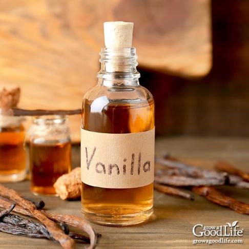 Vanilla Extract - Seeds & Berries Extraction Plants