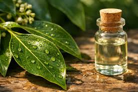 White Camphor Distillation - Wood & Bark Distillation Plants