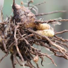 Zeodary Distillation - Roots & Husk Distillation Plants